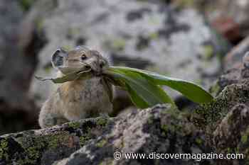 5 Unique Animals That Call the National Parks Home