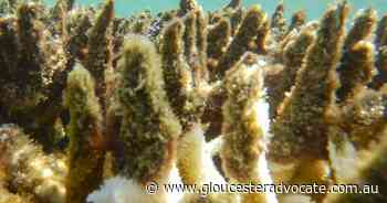 Barrier Reef coral bleaching revealed - Gloucester Advocate