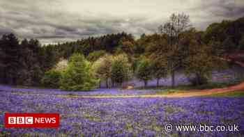 Bluebells captured by Instagram photographers in West Midlands woods