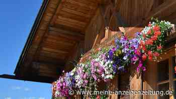 Geranienblüte förden: Tote Blüten samt Stängel entfernen