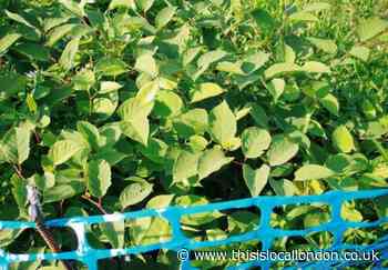 Japanese Knotweed hotspots in South East London