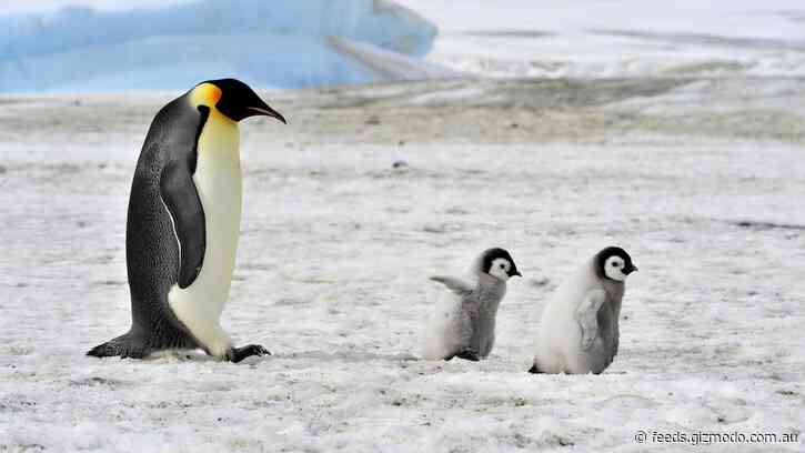 Emperor Penguins Could Be Extinct in Our Lifetimes