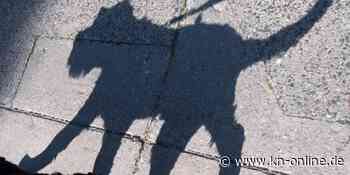 Hündin Leya läuft 400 Kilometer alleine von Köln bis Hamburg