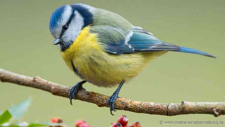 „Stunde der Gartenvögel“: Verbände rufen zum Vogelzählen auf