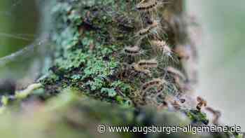 A7 wird wegen Bekämpfung des Eichenprozessionsspinners mehrfach gesperrt