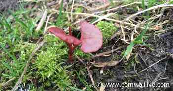 Camborne is Cornwall's Japanese Knotweed hotspot - Cornwall Live