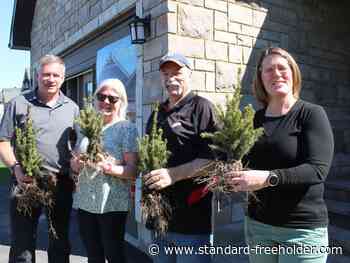 Tree giveaway underway in Long Sault Chase Meadows subdivision - Standard Freeholder