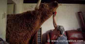 Derelict cottage's beautiful backstory of Tony Trewin and Scrunch the bull - Cornwall Live