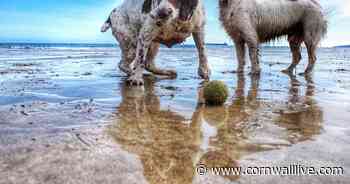 Beach dog bans in Cornwall for 2022 start this month - Cornwall Live