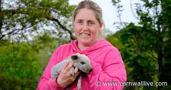 Rare woolly Mangalitza pigs saved from extinction by Cornwall farmer - Cornwall Live