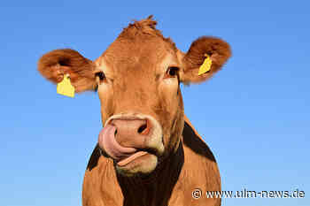 Entlaufene Kuh wieder eingefangen