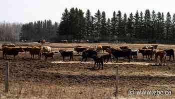 Alberta man linked to multi-million dollar hay 'scam' in U.S. faces trial in province for similar allegations