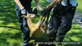 Feuerwehr-Taucher retten hilfloses Reh aus Strömung im Eiskanal
