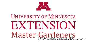 Ask a Master Gardener: Yes, you can grow grapes in Northland - Duluth News Tribune