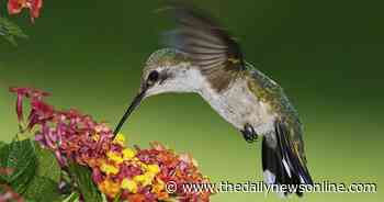 Master Gardener: May is Garden for Wildlife Month - The Daily News Online