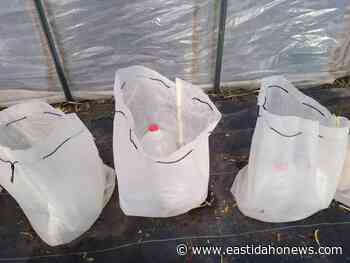 Understanding Growing Degree Days and how it impacts the home gardener - East Idaho News