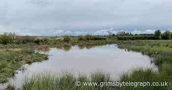 North Lincolnshire to get 20 new wildlife ponds this year - Grimsby Live