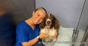 Crime fighting Humberside Police dog given life-saving treatment in Grimsby - Grimsby Live