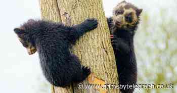 Adorable bear cubs take their first steps outside - Grimsby Live - Grimsby Live
