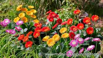 Von Sonnentänzern und Sommerträumen: Die Blumen des Jahres