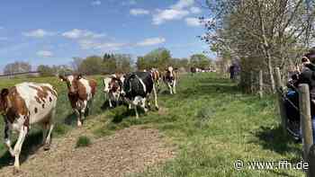 Weideauftrieb von 100 Kühen in Fulda-Haimbach - HIT RADIO FFH