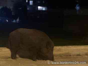 Morso da un cinghiale a Castellaneta, 14enne operato al Policlinico di Bari - Borderline24.com
