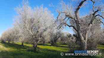 "Sentenza Tar di Bari su Xylella: riconosciuto l'operato della Regione Puglia" - BrindisiReport