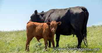 Grass tetany: It can be complicated