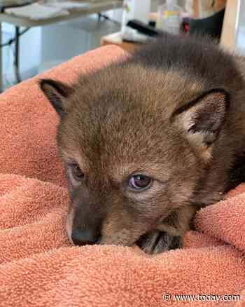 Family brings home coyote they mistook for a lost dog
