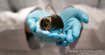 Spinal Fluid from Young Mice Sharpened Memories of Older Rodents
