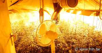 Wietplantage leidt naar internationaal geseinde twintiger | Riemst | hln.be - Het Laatste Nieuws