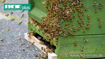 Iserlohn: Feuerwehr rettet Bienenvolk aus Kindergarten - IKZ News