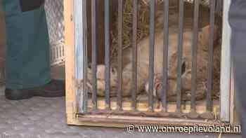 AAP opnieuw naar Oekraïne om dieren op te halen - Omroep Flevoland