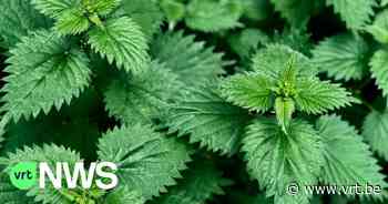 Planten kunnen PFAS uit de bodem halen, zegt UAntwerpen: "Brandnetels kunnen helpen bij sanering 3M" - VRT NWS