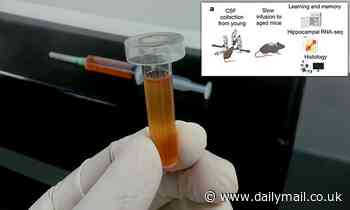 Brain fluid from young mice can improve memory in old mice, study shows