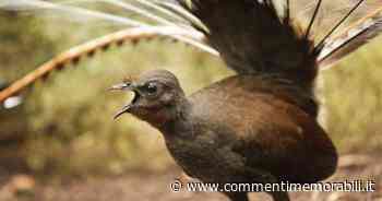Questo uccello è in grado di produrre, comporre ed emettere musica - Commenti Memorabili