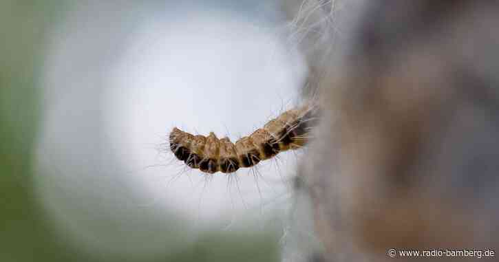 Hubschrauber versprüht Mittel gegen Eichenprozessionsspinner