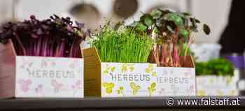 Microgreens: Von der Spitzengastro in die eigene Küche