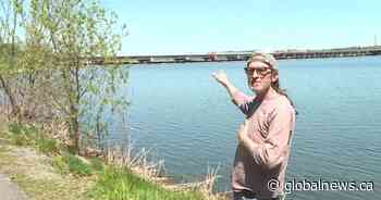 Kingston, Ont. man says animals dying due to pollution from third crossing construction - Global News