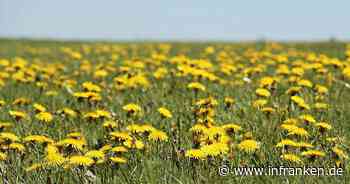 Löwenzahn essen: Wie gesund ist er und wie kann man ihn zubereiten? - inFranken.de
