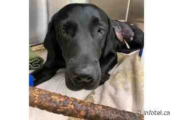 Kamloops dog impaled by stick in freak fetch accident on the mend | iNFOnews | Thompson-Okanagan's News Source - iNFOnews