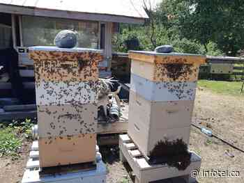 Bee hive losses range from alarming to almost normal in Kamloops and Okanagan | iNFOnews | Thompson-Okanagan's News Source - iNFOnews