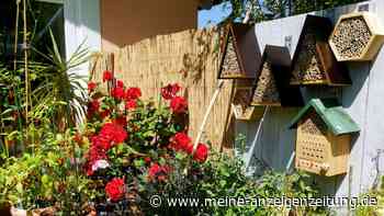 Eisheilige vom 11. bis 15. Mai: Welche Pflanzen dürfen  danach in den Garten?