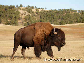 Research finds all bison in North America carry domestic cattle DNA