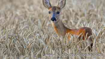 Reh getötet und Kopf abgeschnitten: Polizei ermittelt wegen Wilderei