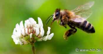 Nijlen organiseert 'bijenfeest' en fietsroute | Nijlen | hln.be - Het Laatste Nieuws