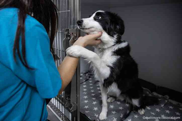 Dog Adoption Fees Waived At Anne Arundel County Animal Shelter