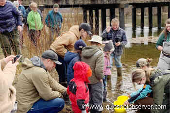Thousands of juvenile chinook salmon released in Bowron River – Quesnel Cariboo Observer - Quesnel - Cariboo Observer