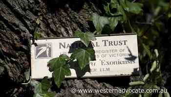 Century-old heritage tree destroyed in Buninyong truck crash - Western Advocate