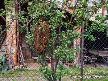 Sciame d'api sulla recinzione di un'abitazione a Volpiano, api salve e sicurezza ripristinata - Prima il Canavese